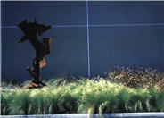 Mexican Feather Grass