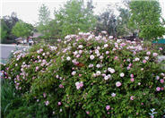 Cecile Brunner Rose