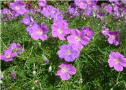 Crane's Bill