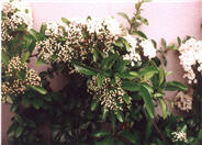 Pyracantha