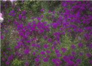 Homestead Purple Verbena