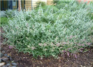 Canary Island Sage