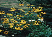 Black-Eyed Susan