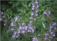 Bulgarian Bee Sage