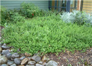 Prostrate Coyote Bush, Dwarf Chapar