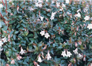 Pink  Abelia
