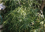 Umbrella Flatsedge