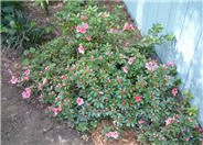 Hybrid Pink Azalea