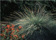 Deer Grass
