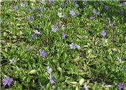 Periwinkle