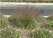 Pink Muhly