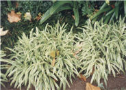 Silvery Sunproof Blue Lilyturf