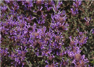 Winifred Gillman Blue Sage