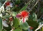 Pineapple Guava