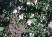Caper bush