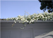 White Lady Banks' Rose