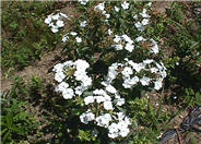 Miss Lingard Carolina Phlox