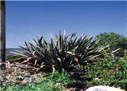 New Zealand Flax