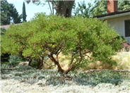 Howard McMinn Manzanita