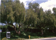 California Pepper