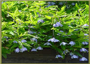 Australian Bluebell