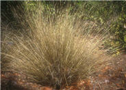 Leatherleaf Sedge