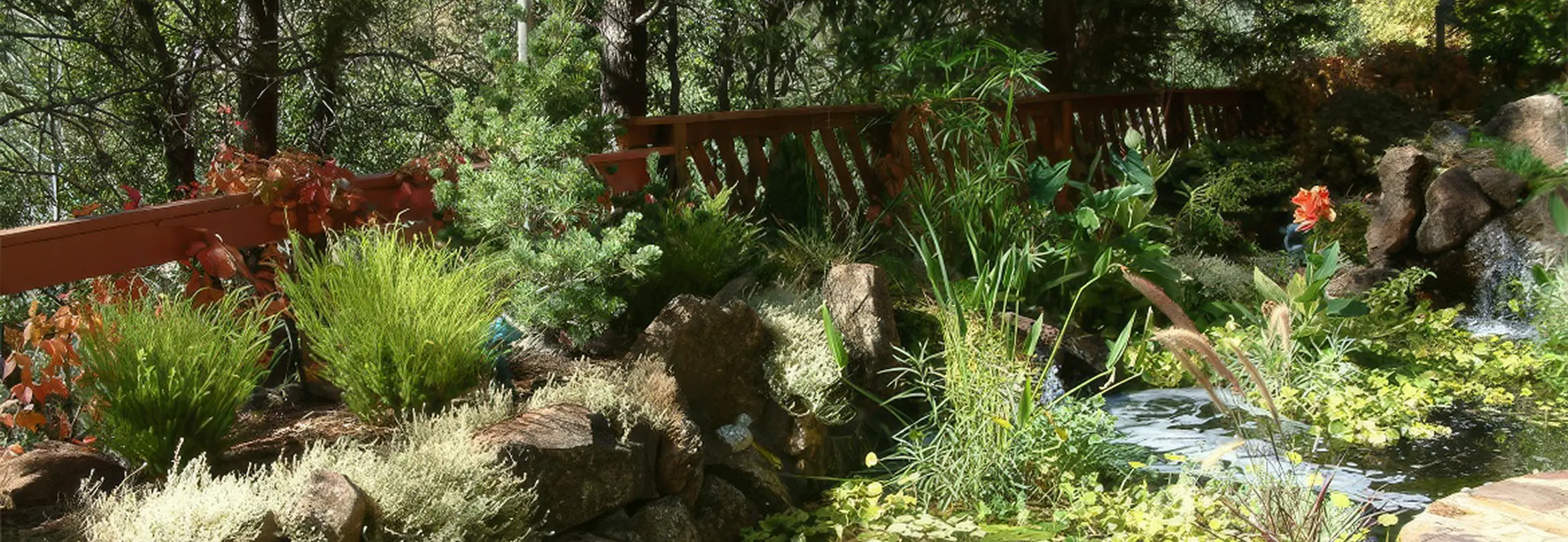 Drought-tolerant front yard with native shrubs
